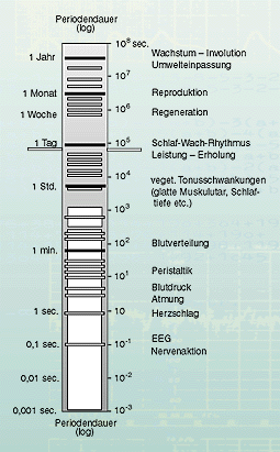 Chronobiologische Aspekte einer Musikphysiologie